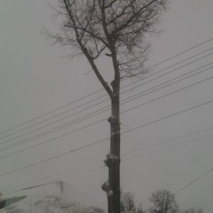 Опиловка дерева в Тульской области