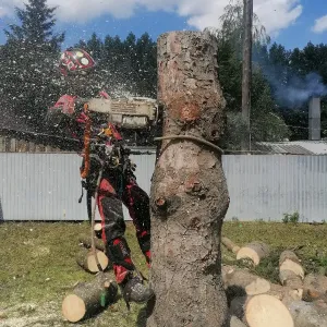 Спил засохшего дерева в процессе